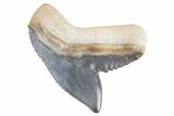 Fossil Tiger Shark (Galeocerdo) Tooth - Bone Valley, Florida #299487-1